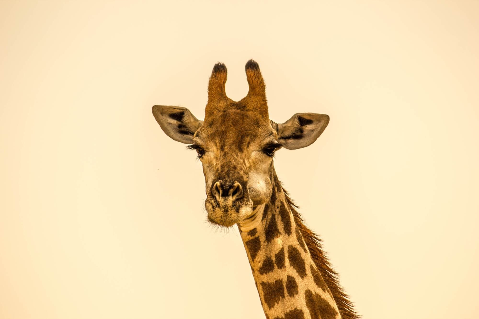 A giraffe