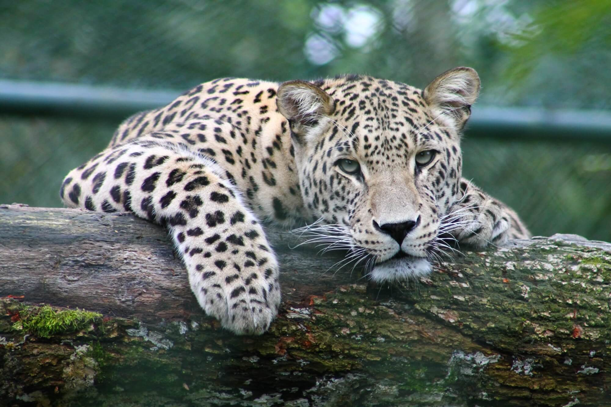 A leopard