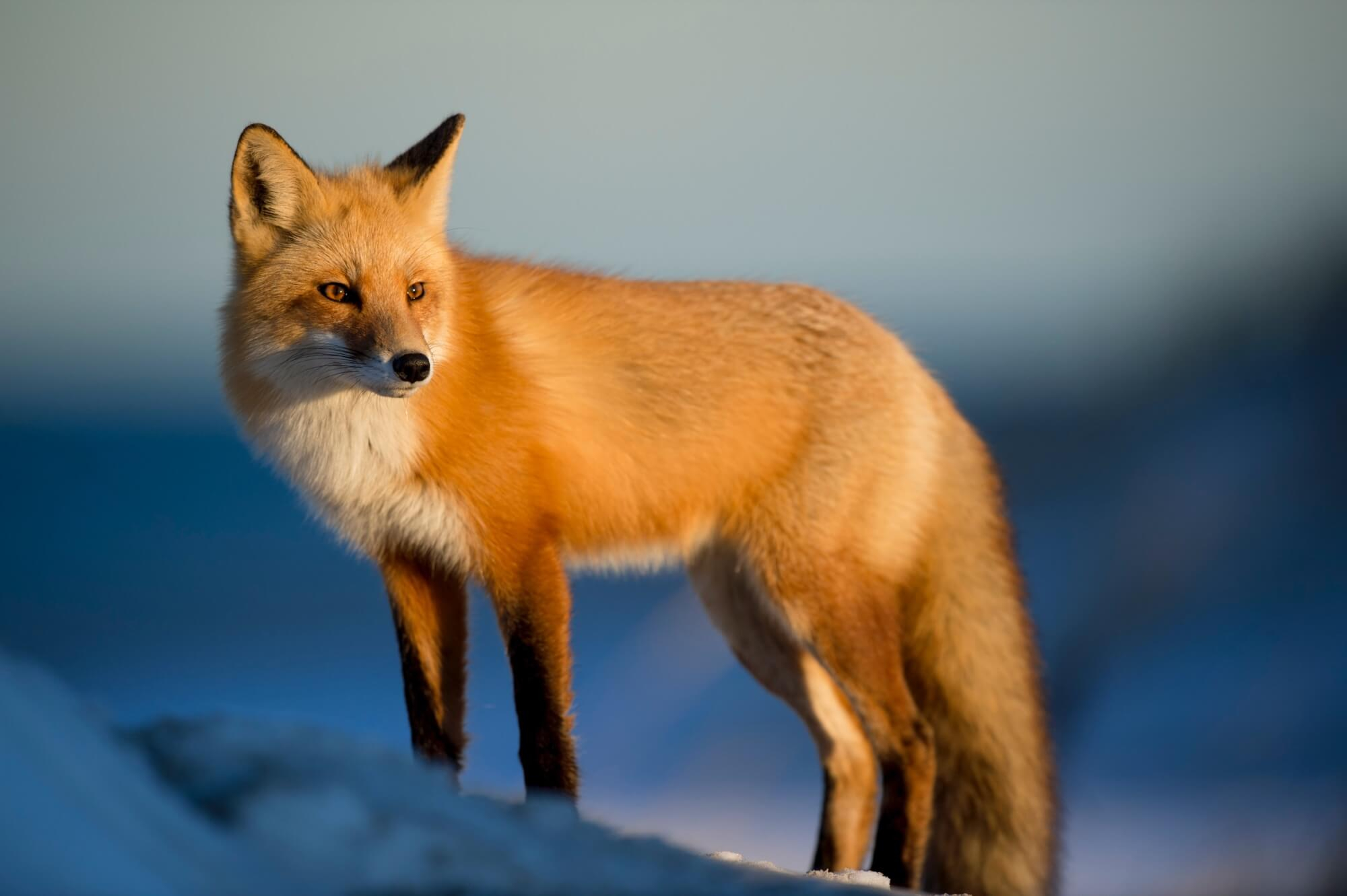 A fox