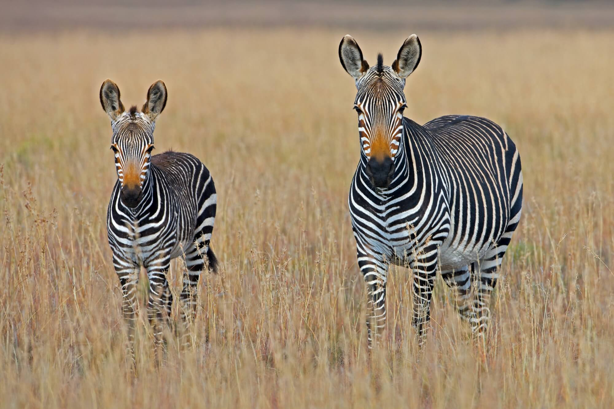 Some zebras